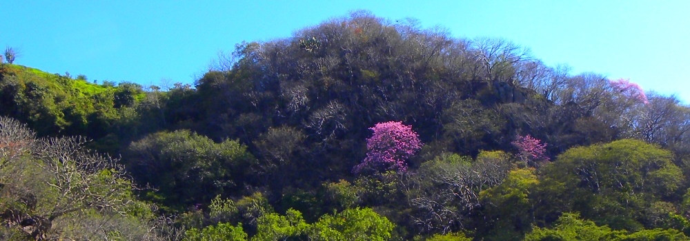 Flowers Blooming