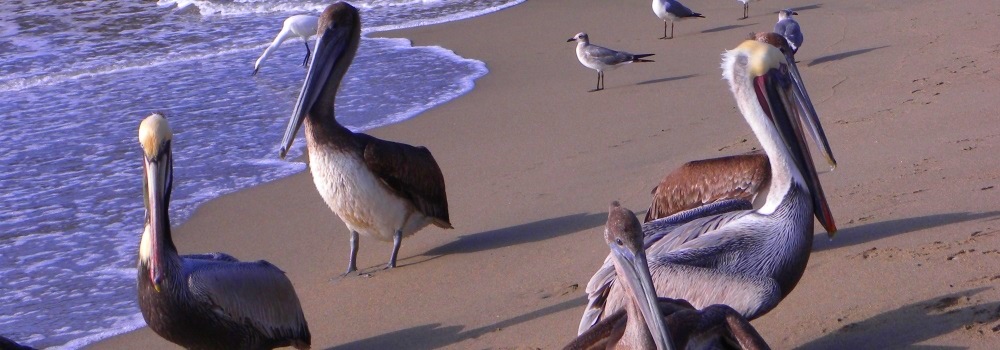 Pelicans everywhere