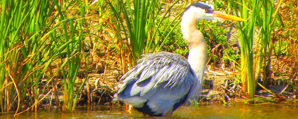 The Valley Birding