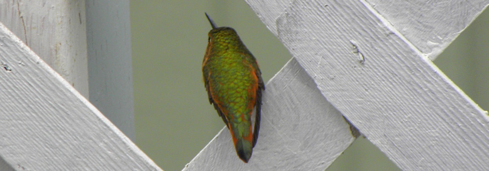 082a-Rufous Hummingbirdon the Deck