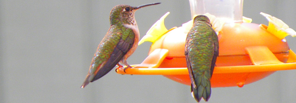 082a-Rufous HummingbirdTwo on the Feeder