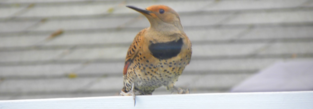 StarlingA Feathered Rat