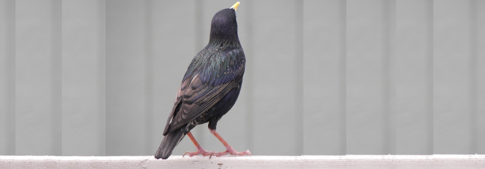 StarlingA Feathered Rat