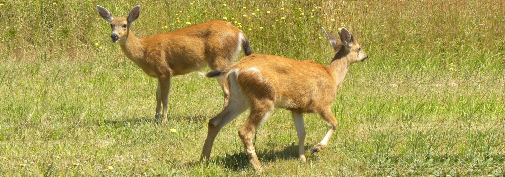 Deer YoungDoe and Buck