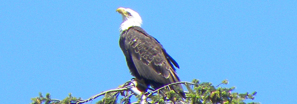 Eagle onthe Tree Top