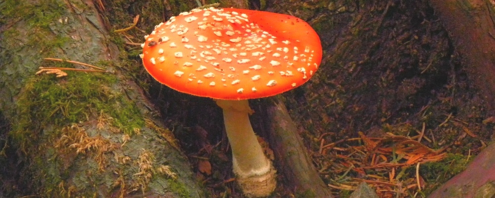 Fly Agaric Mushroomat Darlingtnia Wayside