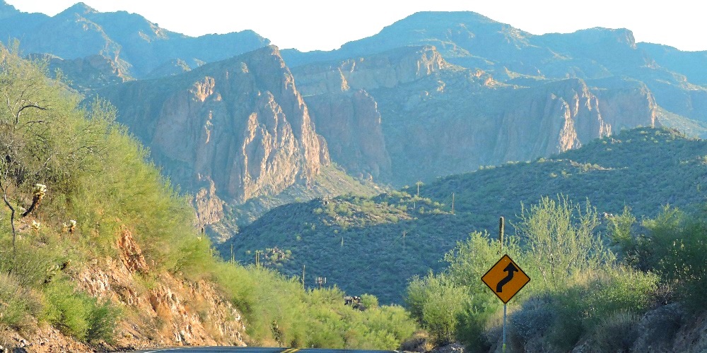 Tonto National ForestCactus in Bloom