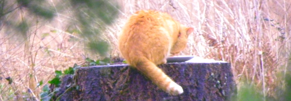 Marmalade ColoredFeral Cat