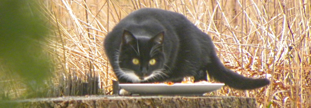 Feral CatReturns to Feed