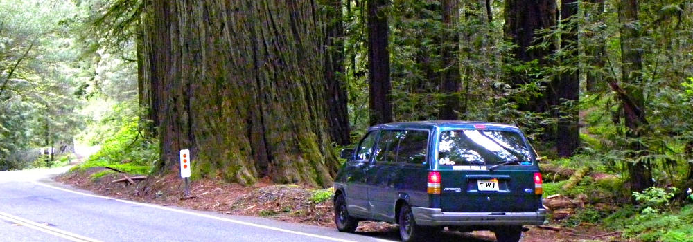 Jedediah SmithRedwood Forest, CA