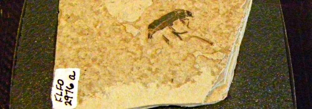 Fossils in ColoradoFlorissant Fossil Beds