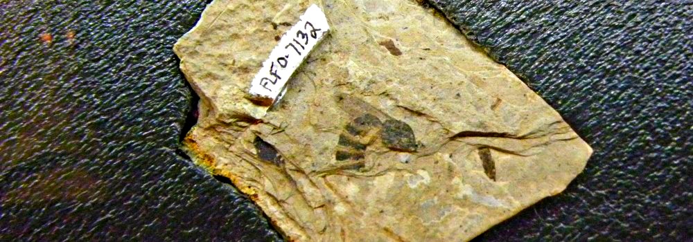 Fossils in ColoradoFlorissant Fossil Beds