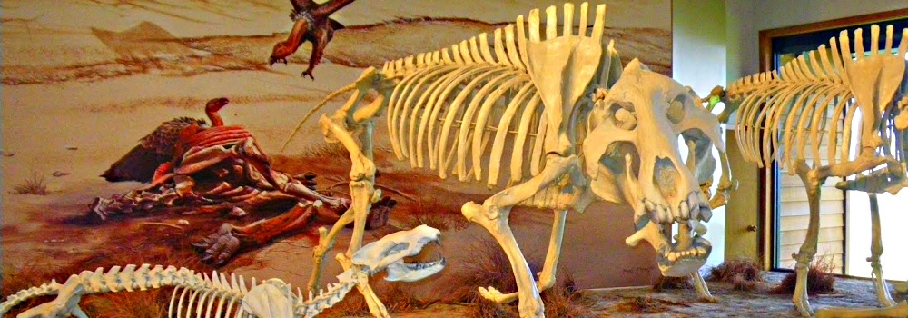 The Fossilsat Agate Fossil Beds