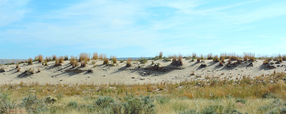 The Great Plains RegionThe Western High Plains Ecoregion