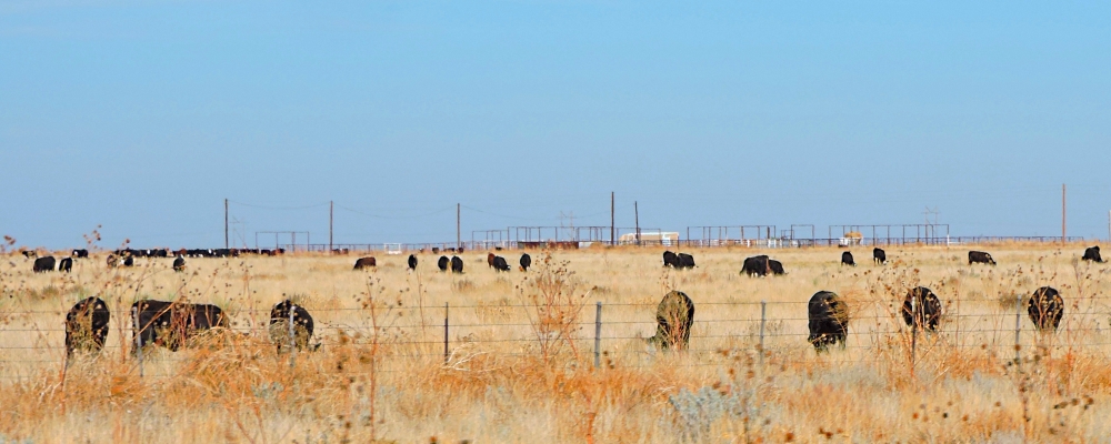 The Great Plains RegionThe Western High Plains Ecoregion