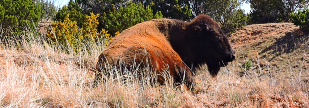 The Great PlainsTexas High Plains