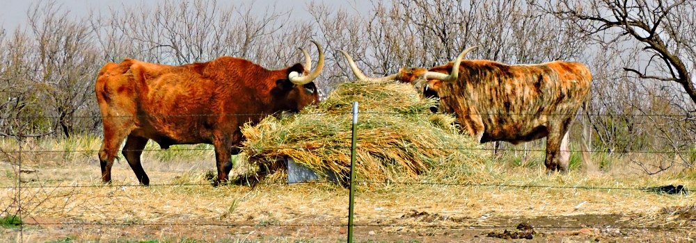 The Great PlainsTexas High Plains