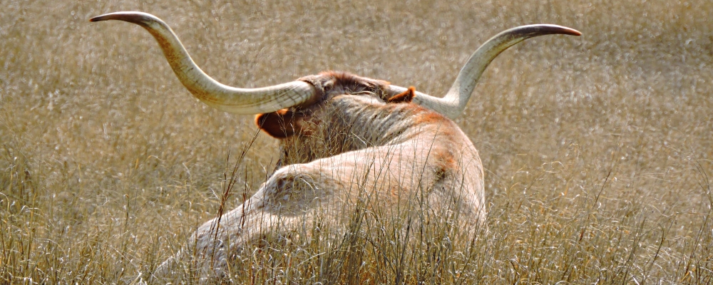 The Great PlainsThe Edwards Plateau