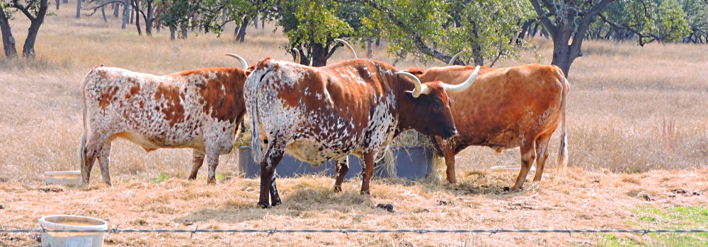 The Great PlainsThe Edwards Plateau