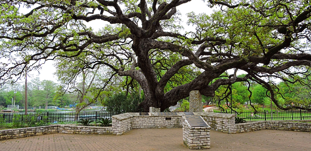 The Great PlainsThe Comal Springs