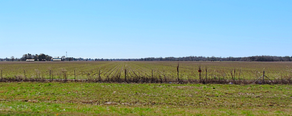 The Coastal Plains RegionThe Mississippi Alluvial Plains Ecoregion