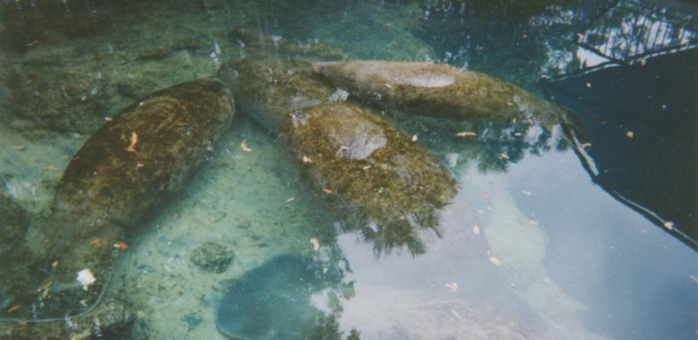 The Coastal Plains RegionThe Southern Plains Ecoregion