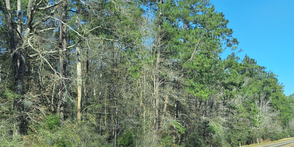 The Coastal Plains RegionThe Piney Woods Ecoregion