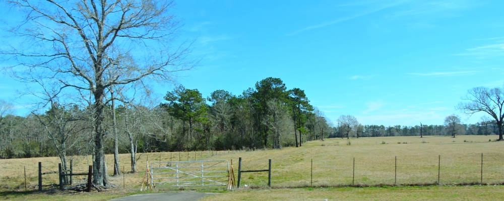 The Coastal Plains RegionThe Piney Woods Ecoregion