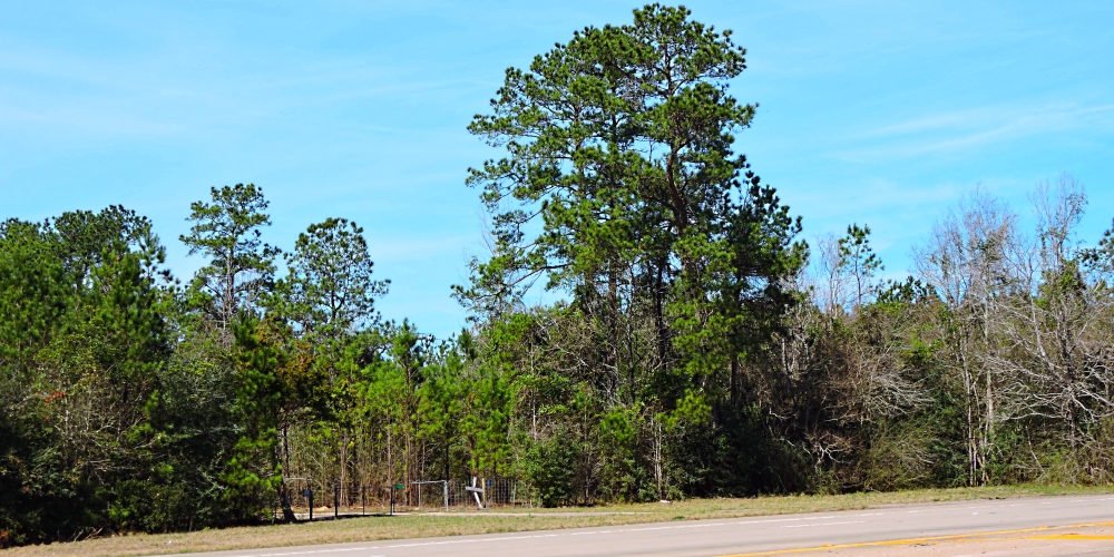 The Coastal Plains RegionThe Piney Woods Ecoregion