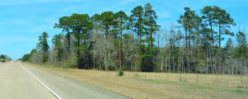 The Coastal Plains RegionThe Piney Woods Ecoregion