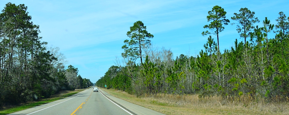 The Coastal Plains RegionThe Piney Woods Ecoregion
