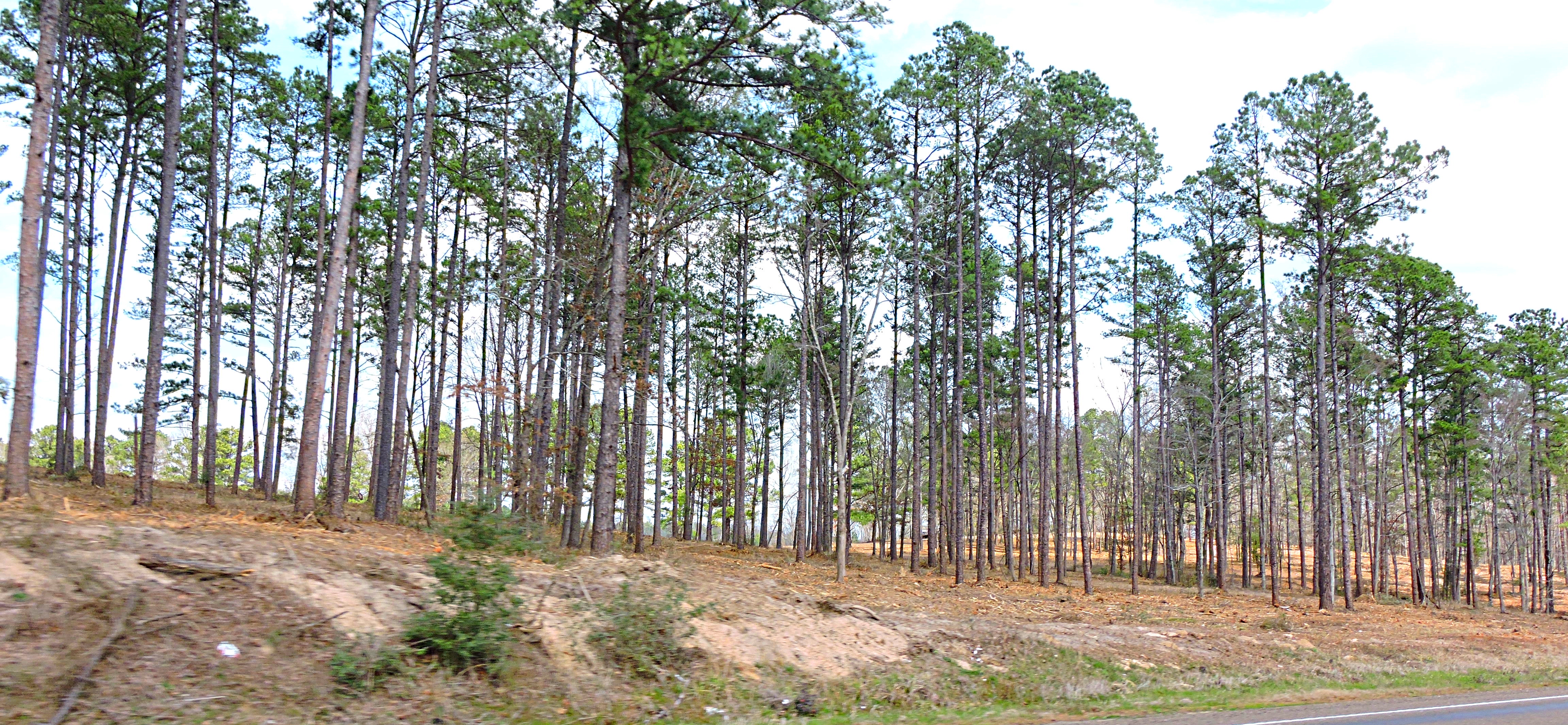 The Coastal Plains RegionThe Piney Woods Ecoregion