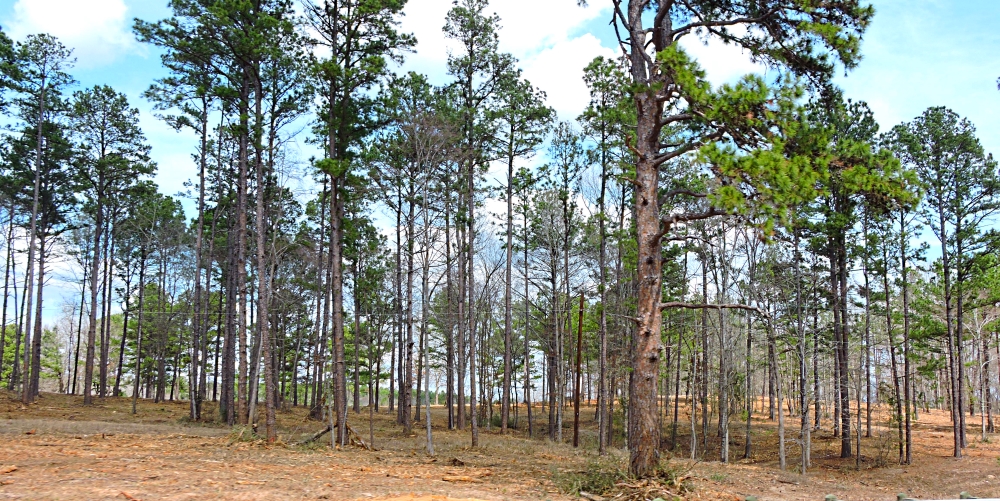 The Coastal Plains RegionThe Piney Woods Ecoregion