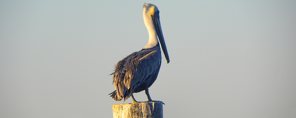 The Coastal PlainsThe Padre Island National Seashore