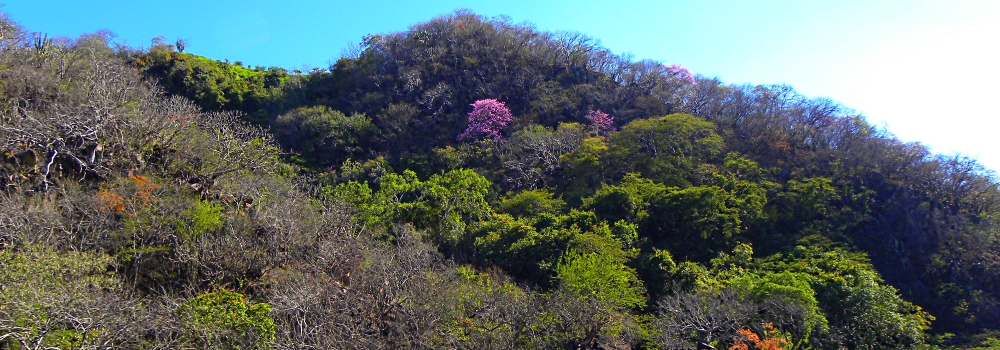 Southern Sierra Madre2010 Journey