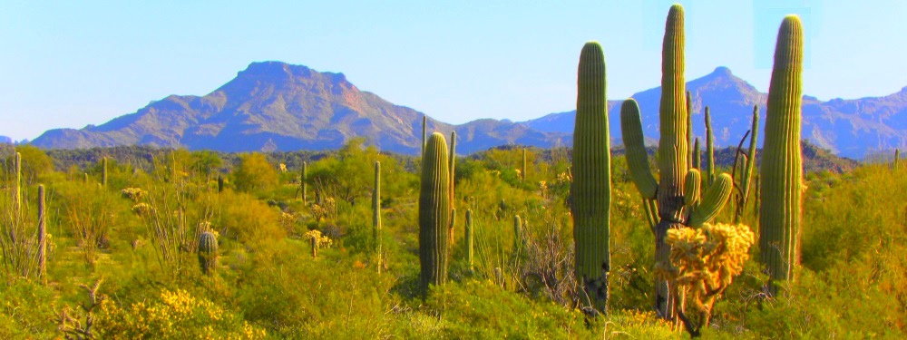 The Organ Pipe Cactus DesertCactus in Bloom