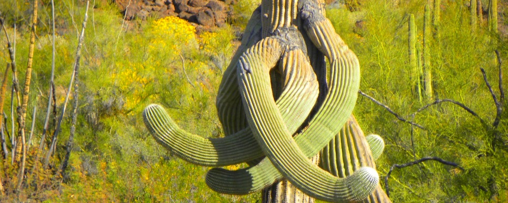 The Organ Pipe Cactus Desert Cactus Oddity