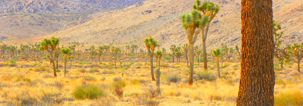 The Joshua Tree DesertJoshua Tree Forest