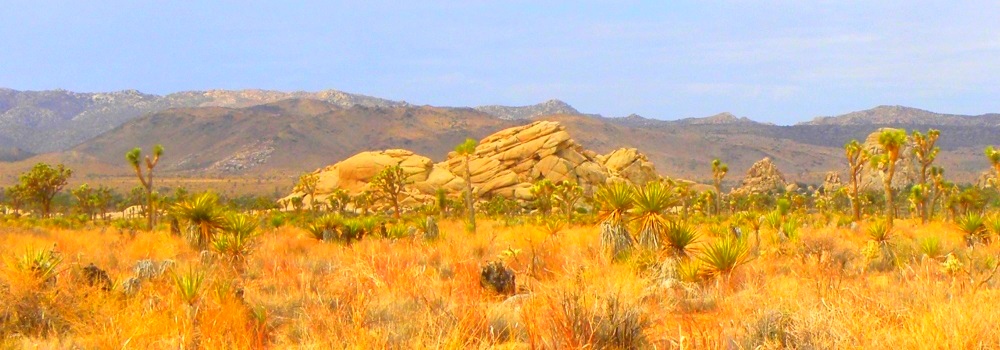 The Joshua Tree DesertJoshua Tree Forest