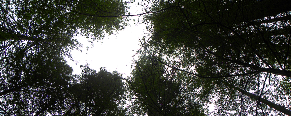 Redwood ForestNorthern California