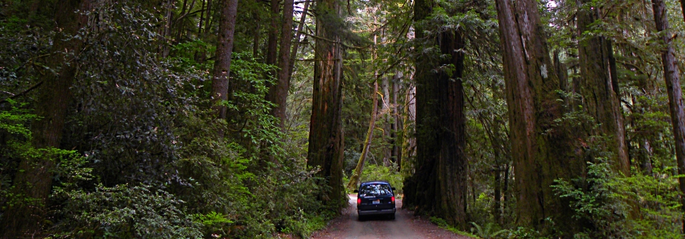 Redwood ForestNorthern California