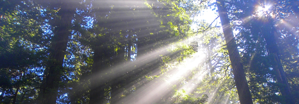 Redwood ForestCrepuscular in the Trees