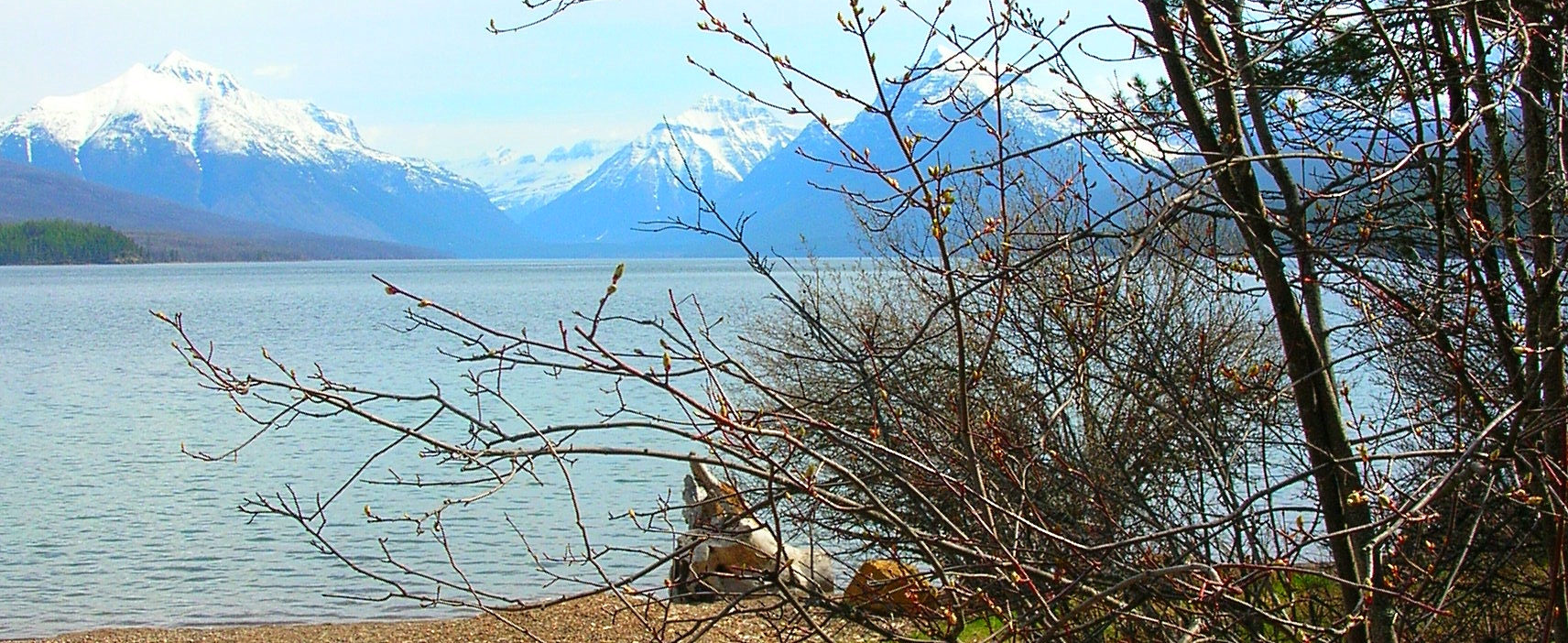 Glacier ForestLake McDonald