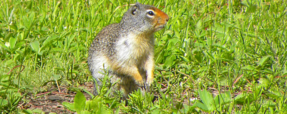 Glacier ForestThe Animals