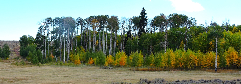 Aspens and Evergreens