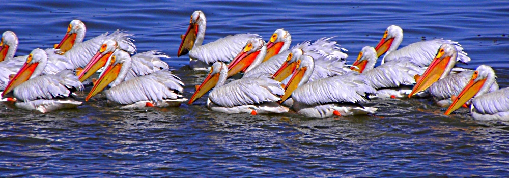The Medicine Lake VolcanoTule Lake Wildlife Refuge