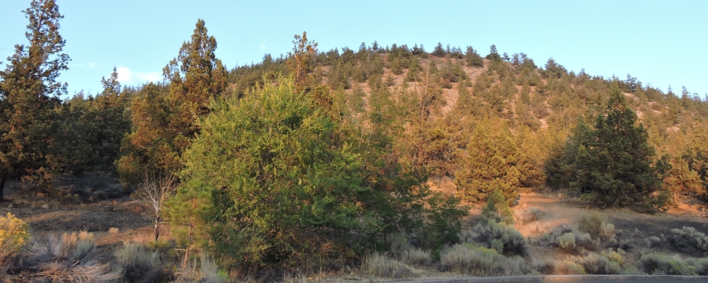 Newberry VolcanoPilot Butte Cone