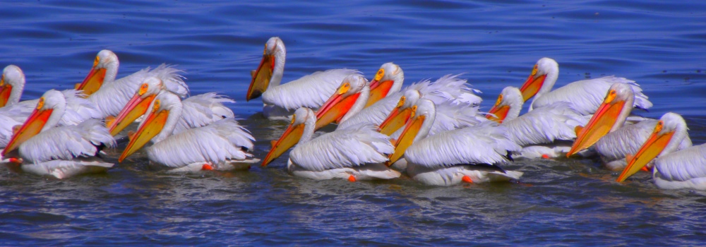 Tule Lake NWRWhite Pelican
