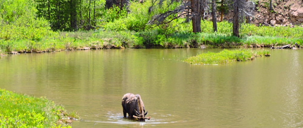 The Willow CreekImage