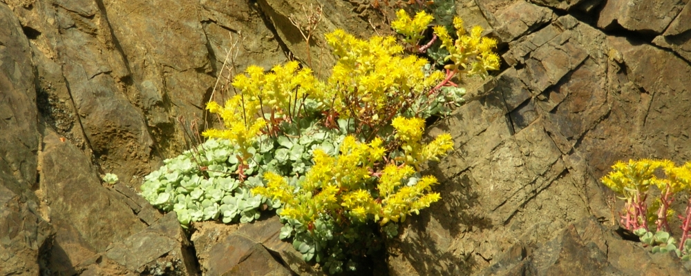 The Earth&prime;s SeashoresThe Deception Pass